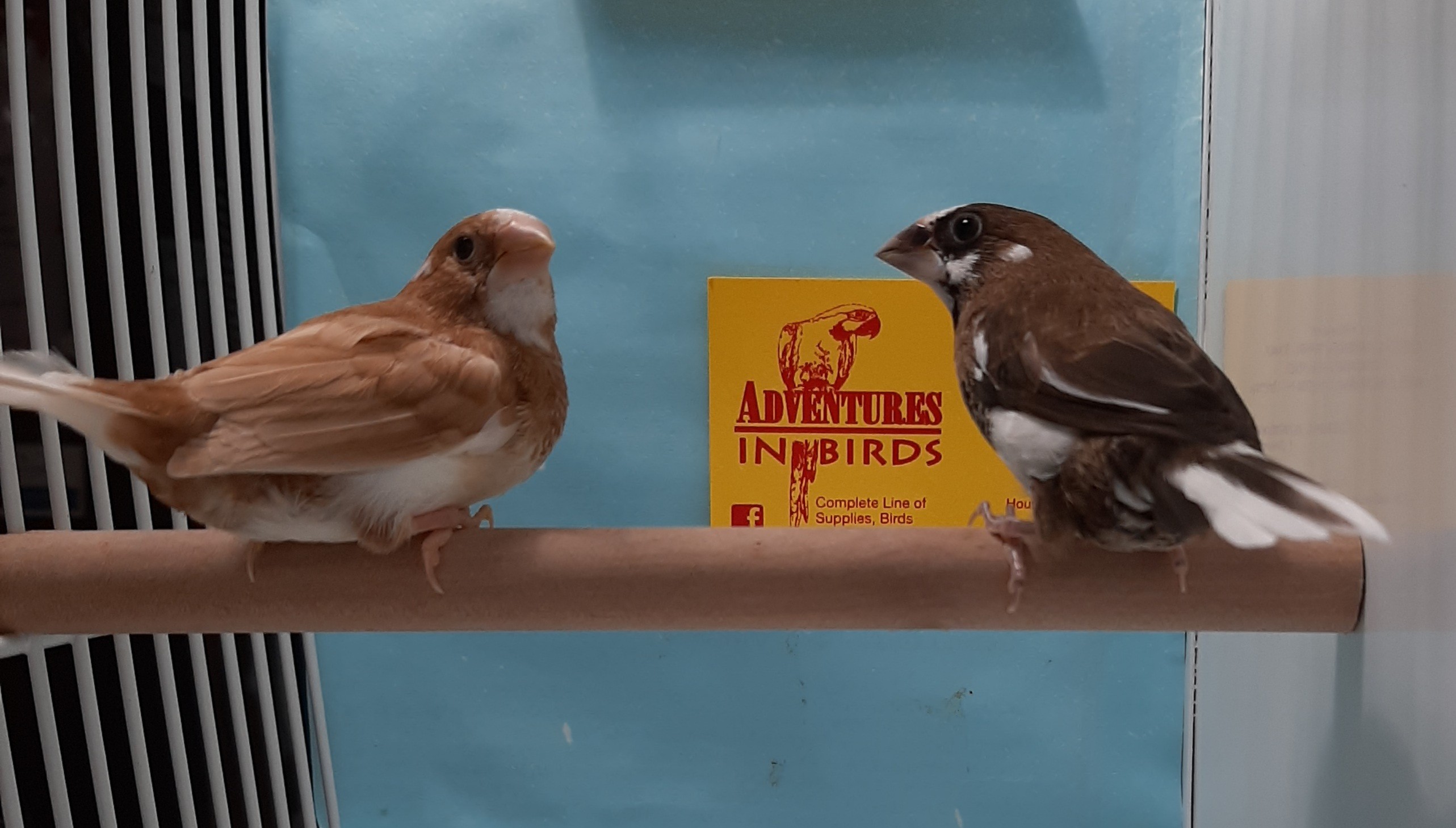Society Finch in Adventures in Birds Houston Shop