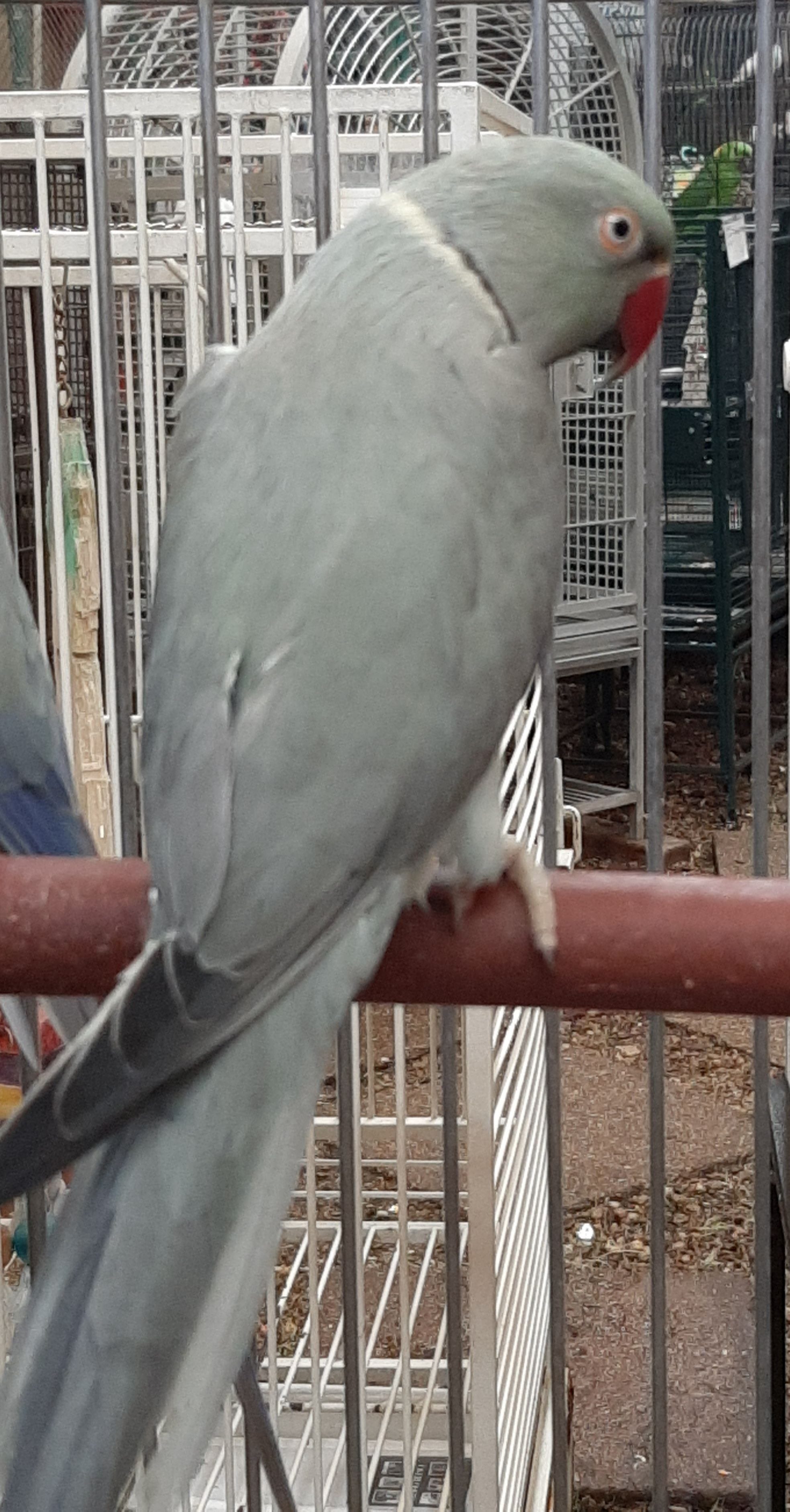INDIAN RINGNECK -EMERALD GRAY for sale in houston texas