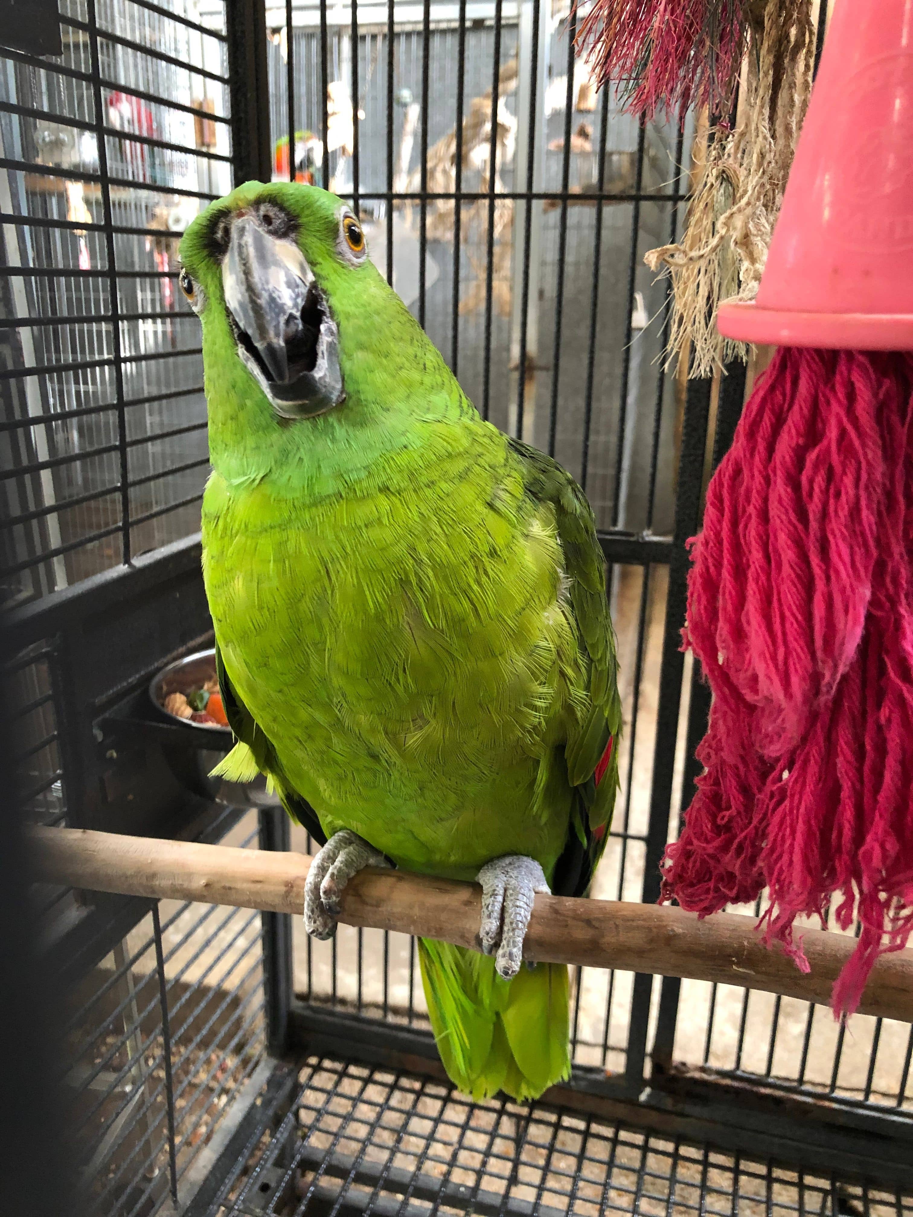 Yellow Naped Amazon Parrot in Adventures in Birds