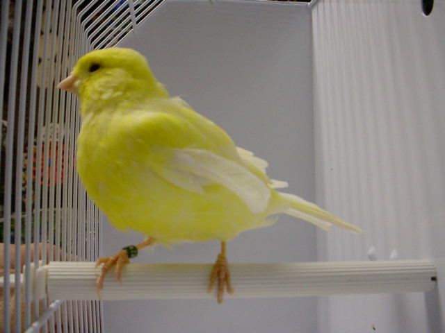 yellow canary for sale in houston texas