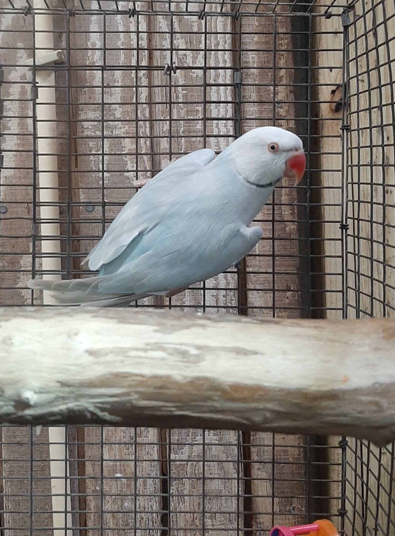BLUE BUTTERCUP INDIAND RINGNECK for sale in houston texas