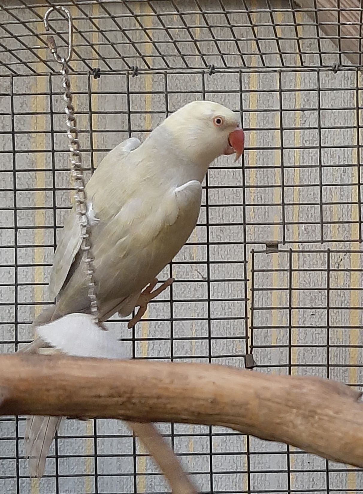BLUE GRAY YELLOW INDIAN RINGNECK for sale in houston texas