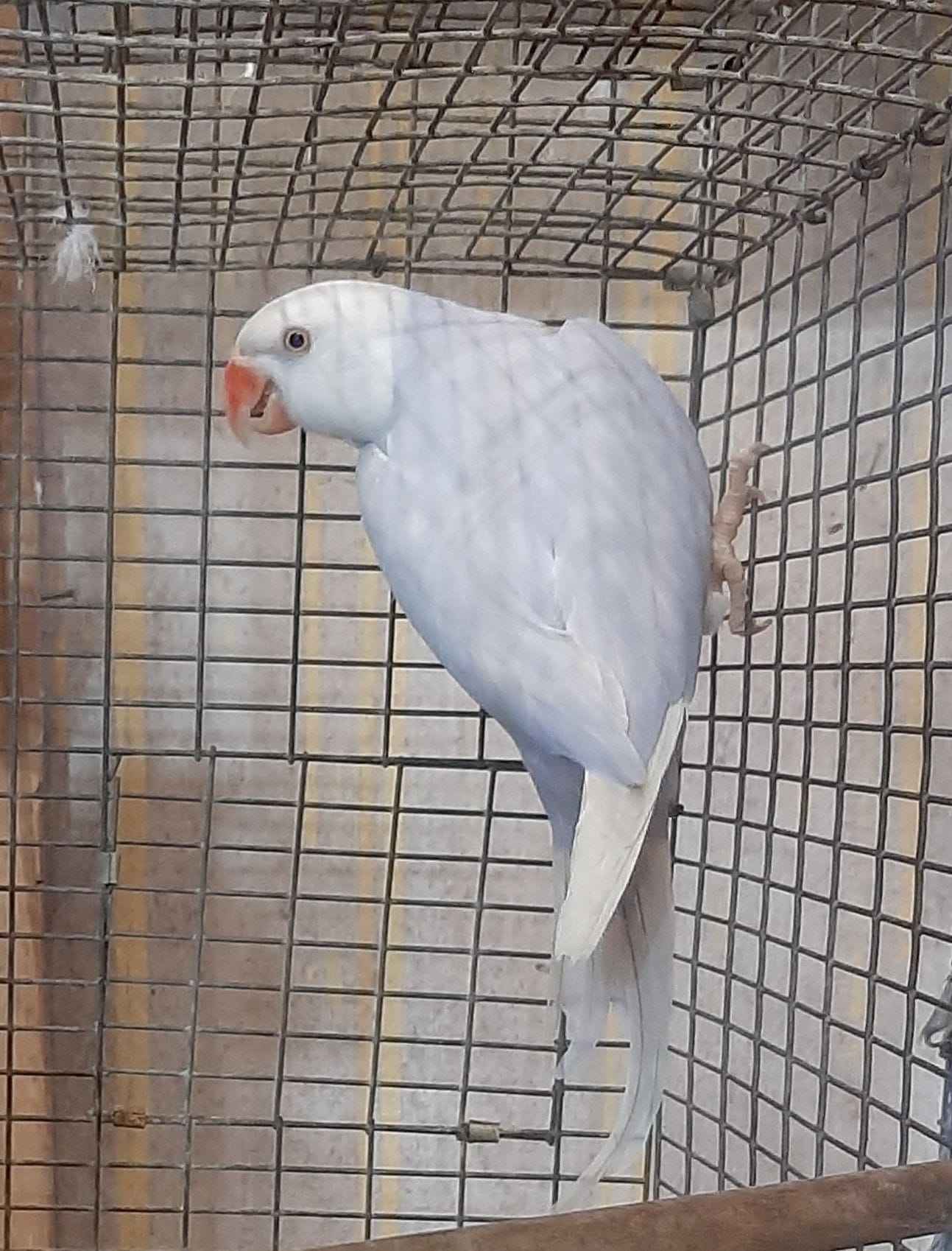LIGHT VIOLET WHITE HEAD INDIAN RINGNECK for sale in houston texas