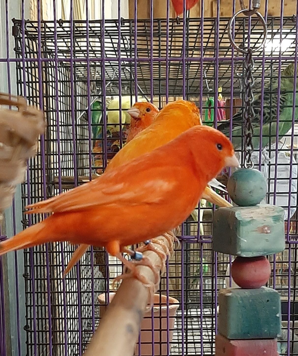 red factor canary for sale in houston texas