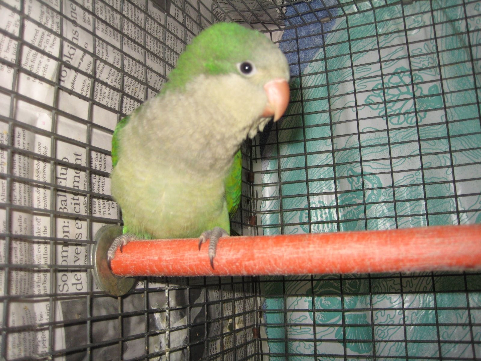 green quaker parrot for sale in houston texas