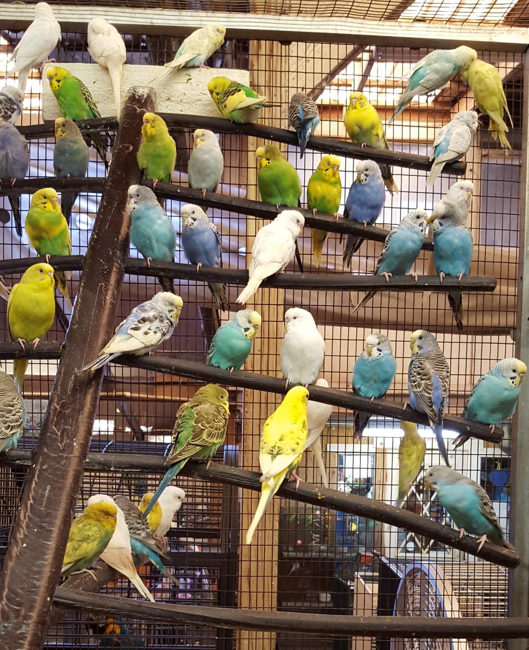 parakeets for sale in houston texas