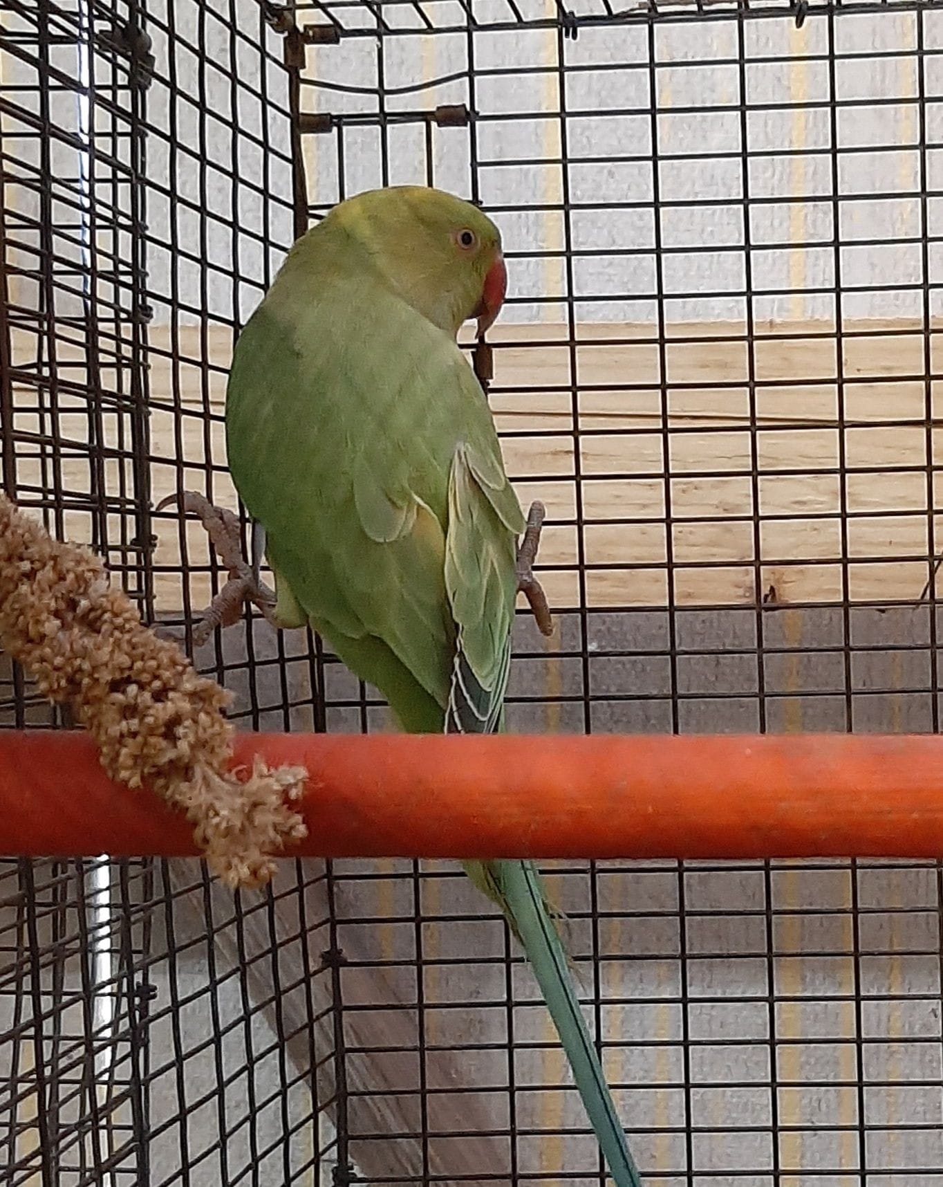 GREEN YELLOW PIED INDIAN RINGNECK for sale in houston texas
