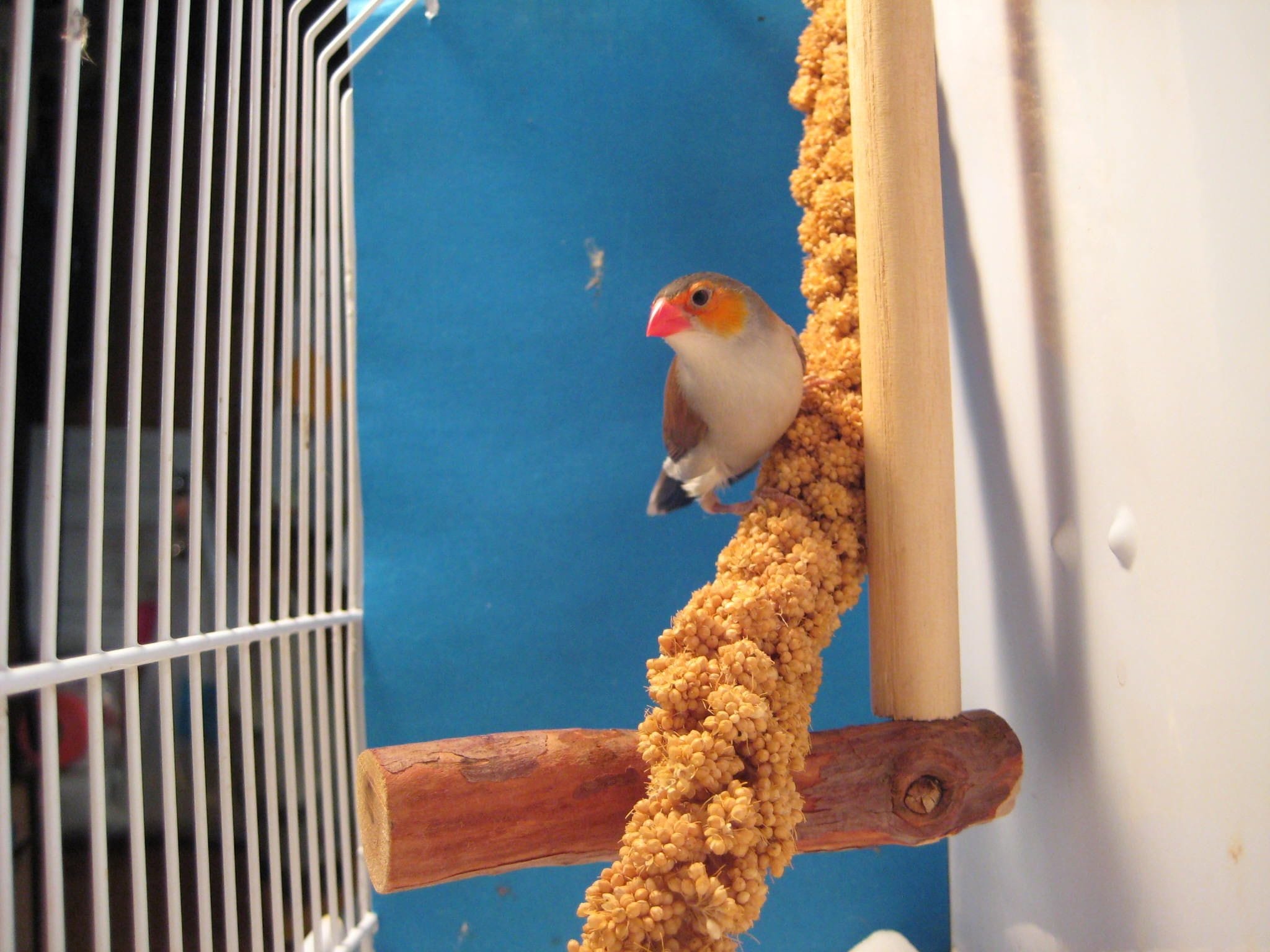 ORANGE CHEEKED WAXBILL - finches for sale in houston texas