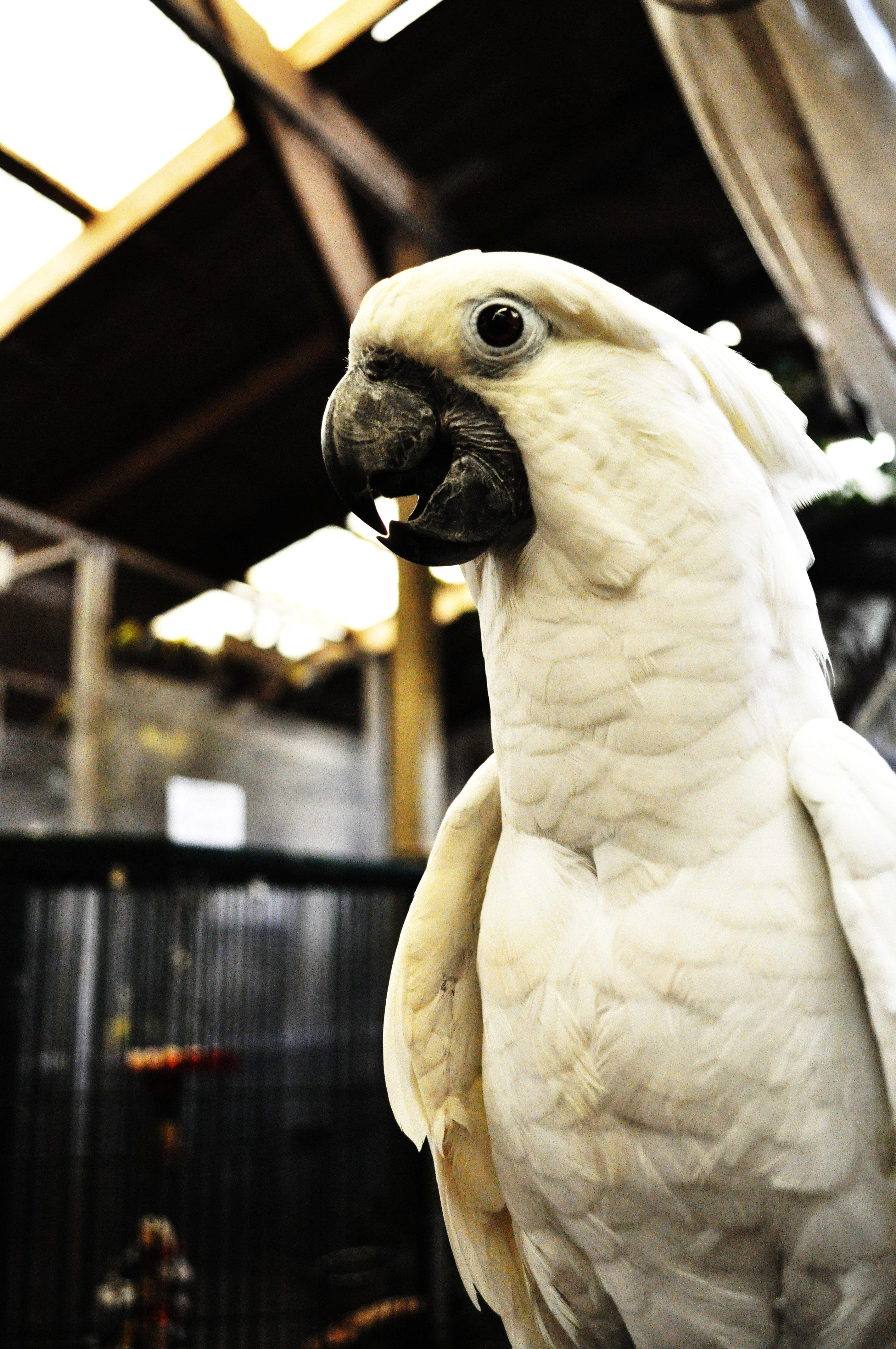 Cockatoo for Sale in Houston at Adventures in Birds