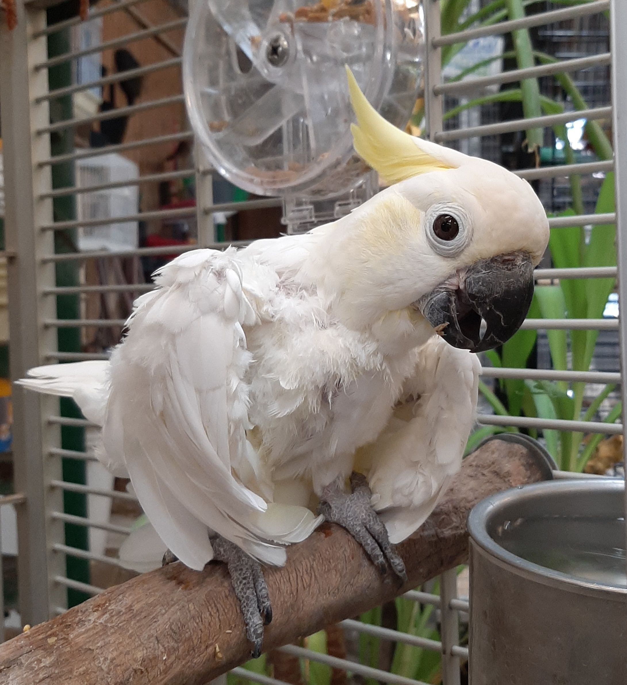 LESSER SULPHUR CRESTED COCKATOO for sale in houston texas