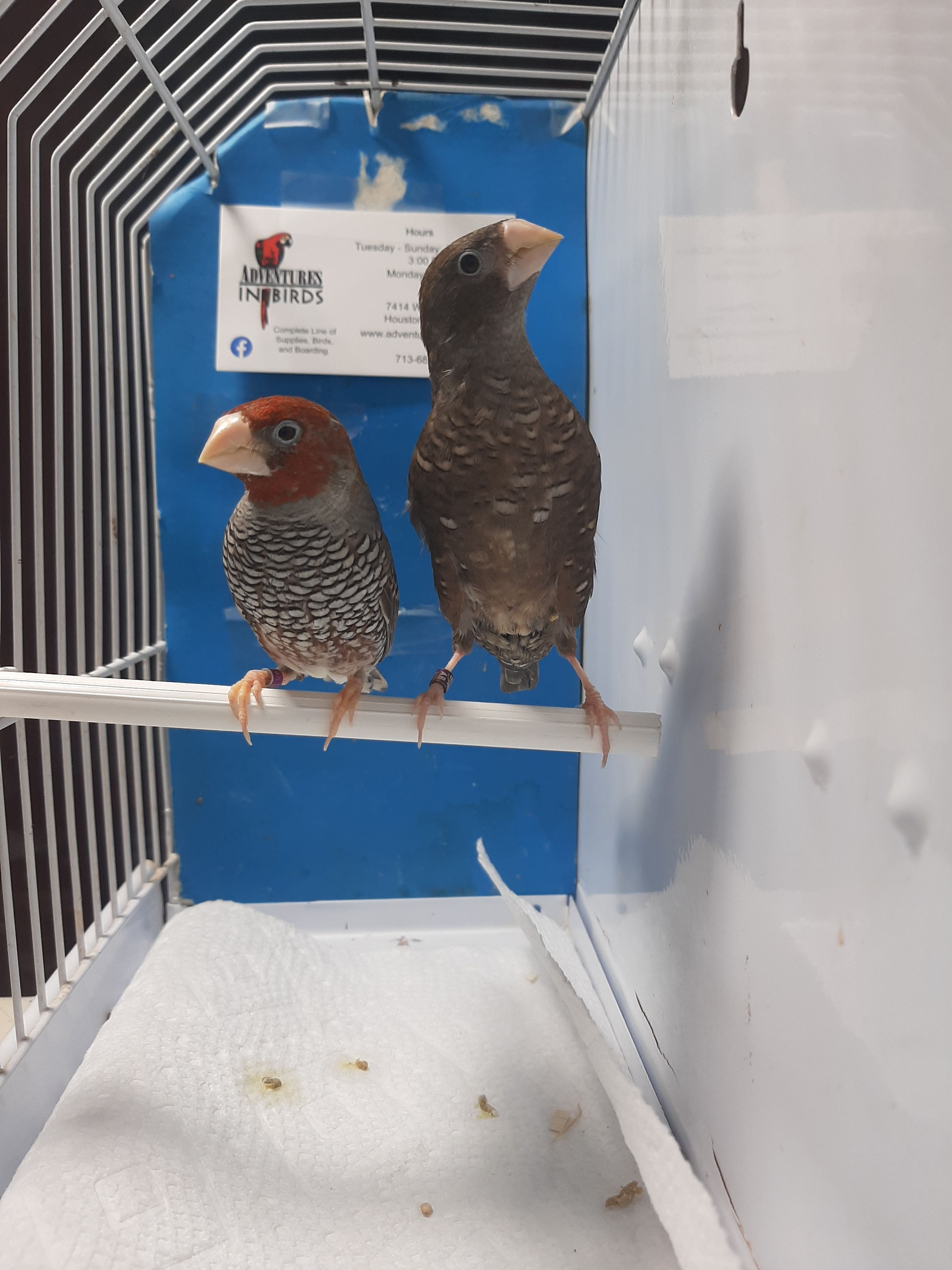 red headed african finch for sale in houston