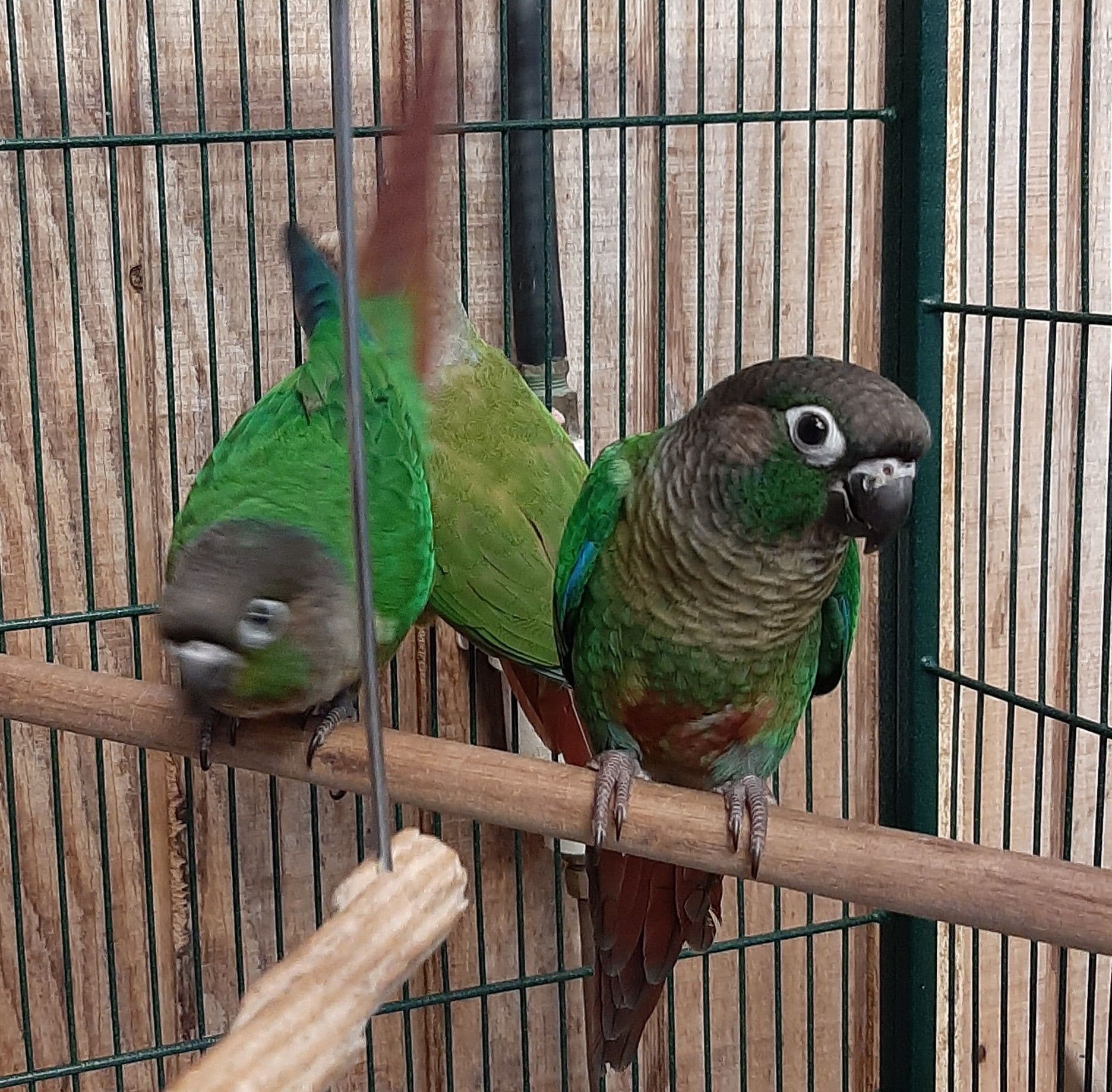 green cheek conure for sale in houston texas