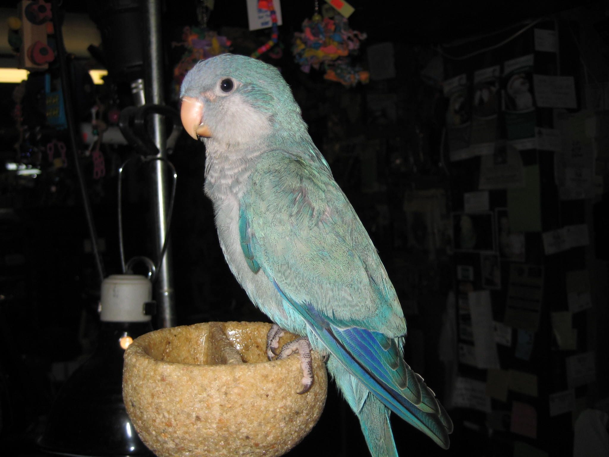 blue quaker parrot for sale in houston texas