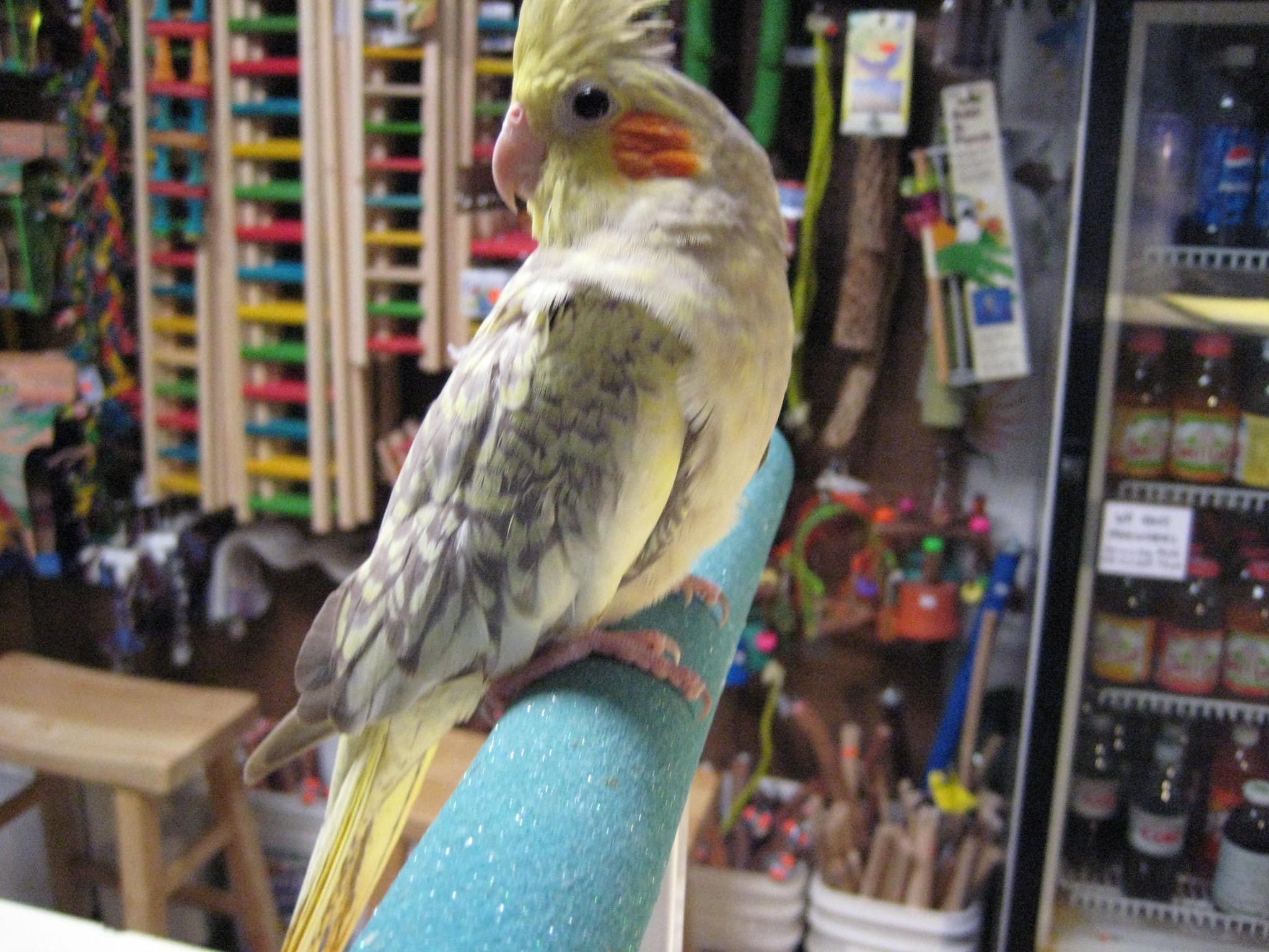cockatiels for sale in houston texas