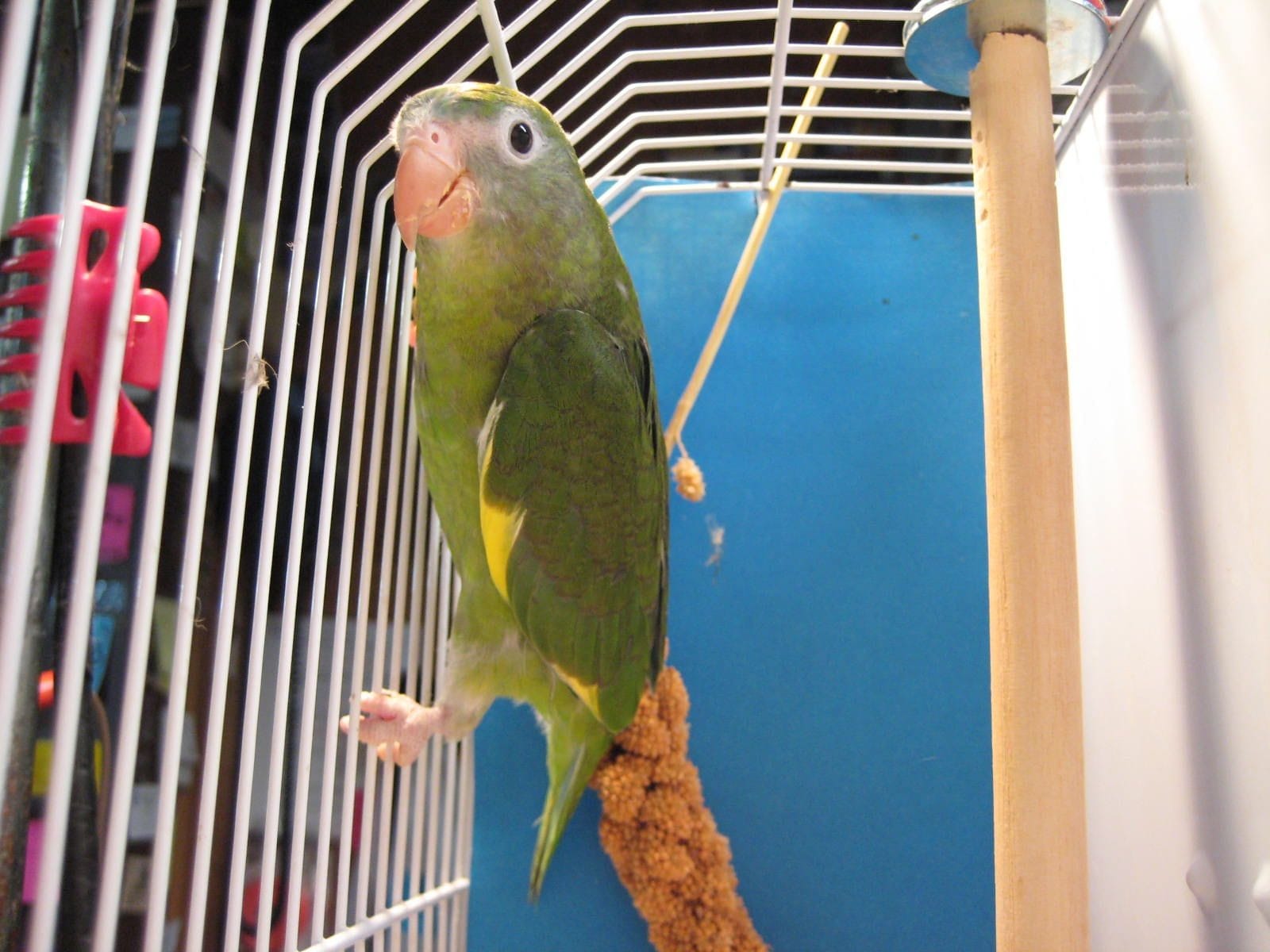 WHITE WING PARAKEET, CANARY WING BEBE for sale in houston texas