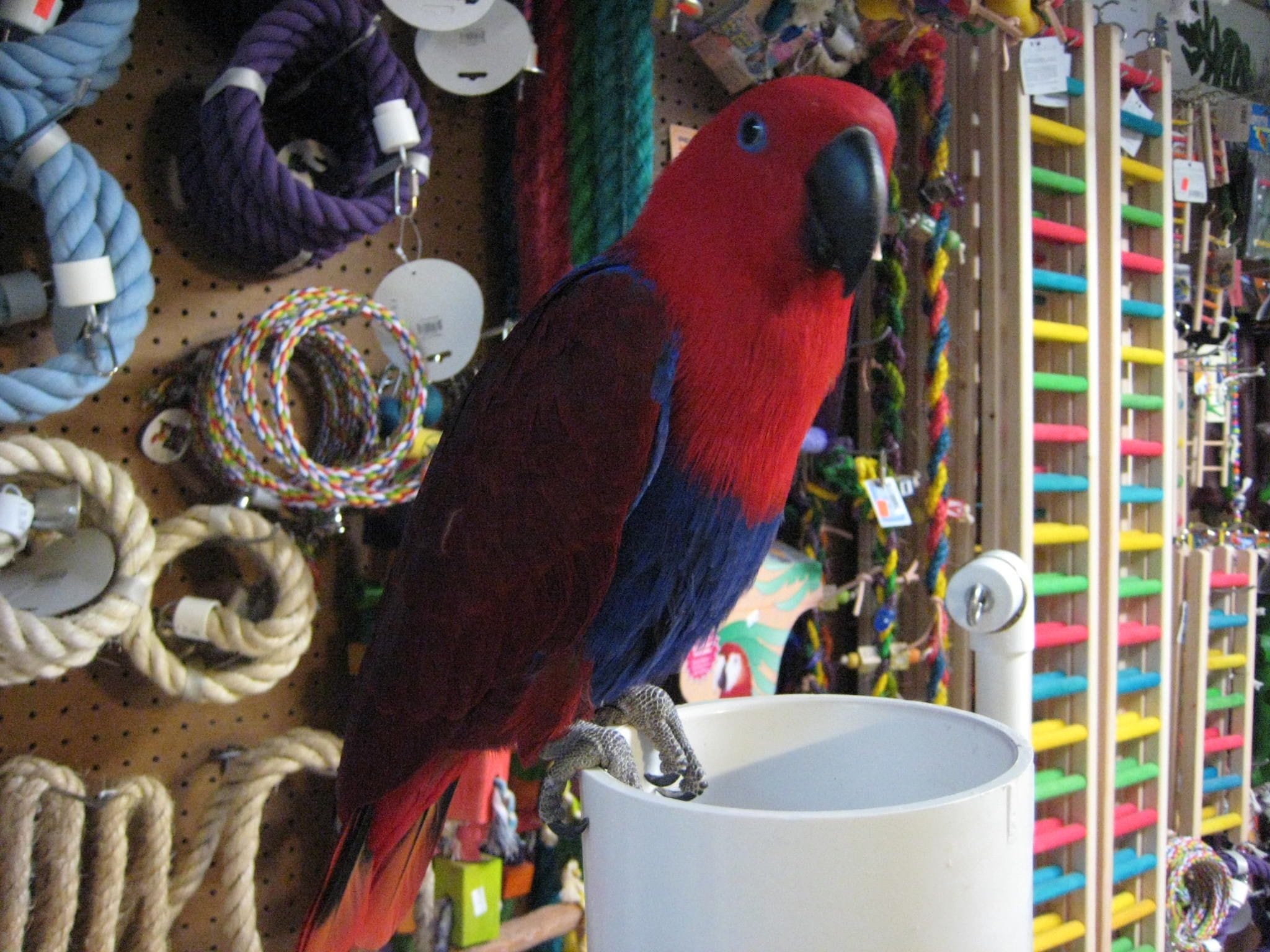 FEMALE ECLECTUS PARROT for sale in houston texas
