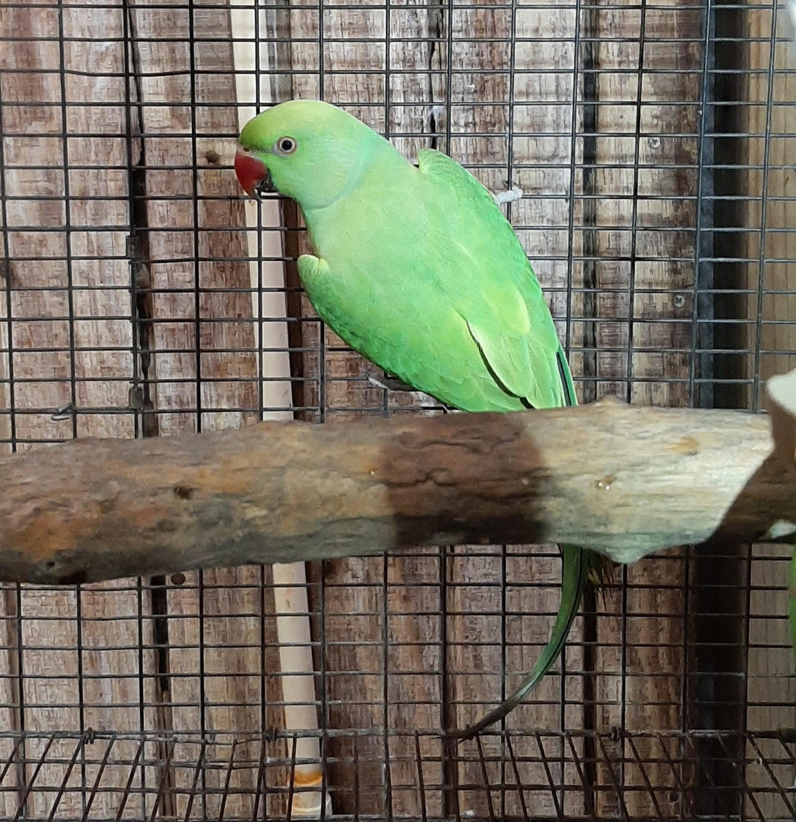 GREEN PALLID INDIAN RINGNECK for sale in houston texas