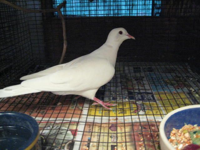 white doves for sale in houston texas
