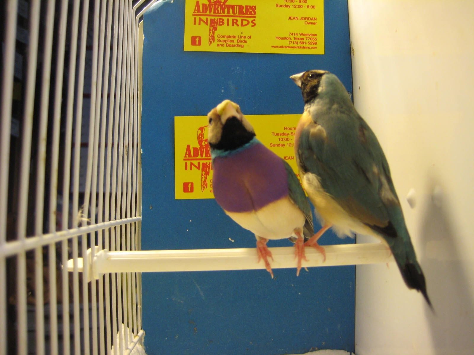 Lady Gouldian Finches for Sale in Houston at Adventures in Birds