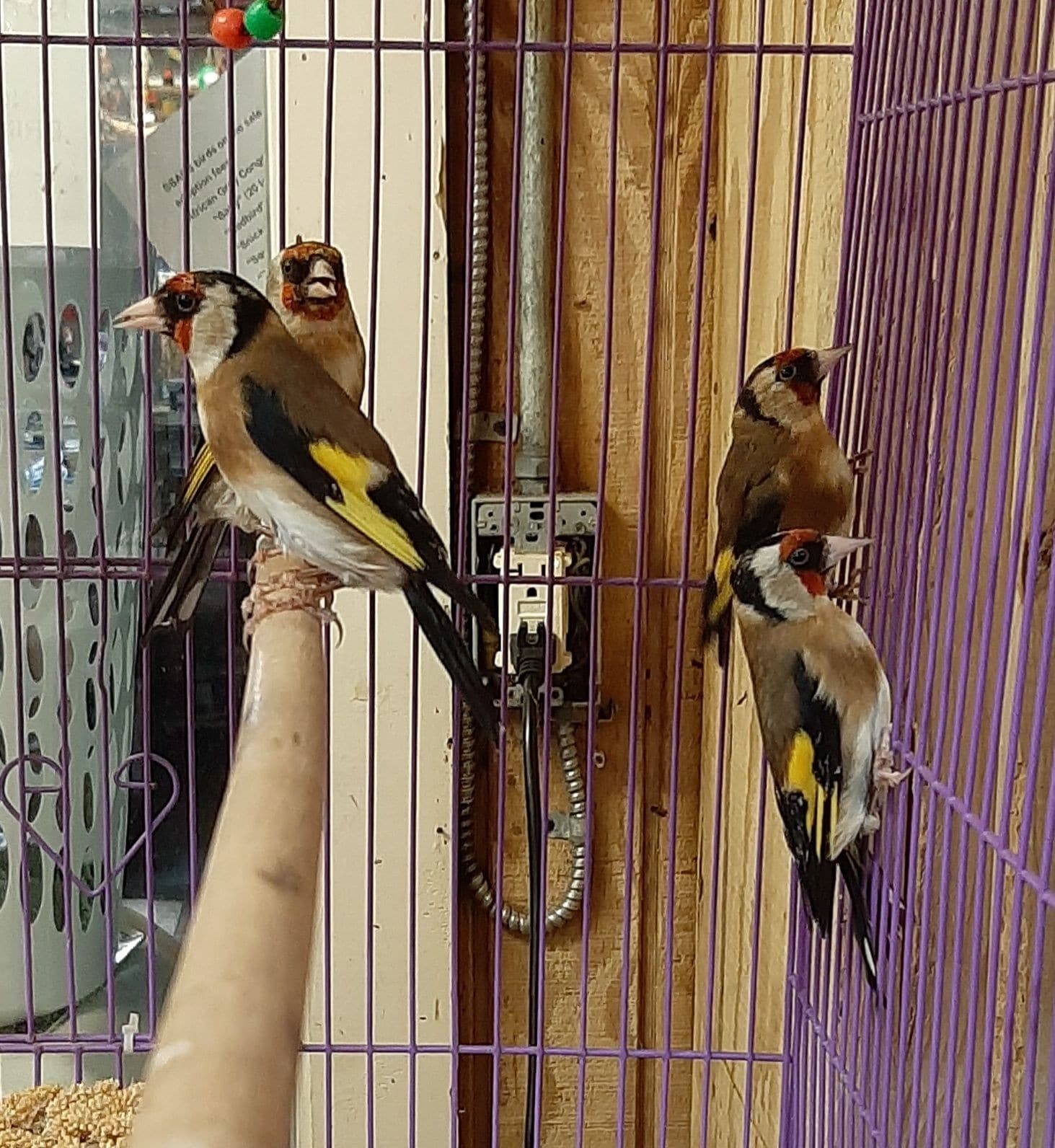 EUROPEAN GOLD FINCH finches for sale
