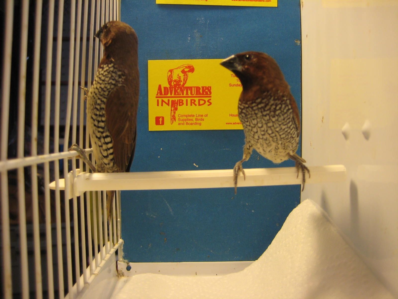 spice finch for sale in houston texas